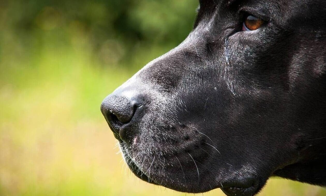 Πτολεμαΐδα : Αδέσποτος σκύλος επιτέθηκε σε ηλικιωμένο