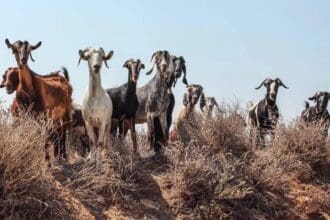 Eordaialive.com - Τα Νέα της Πτολεμαΐδας, Εορδαίας, Κοζάνης Κτηνοτρόφος στην Αναρράχη αναζητά είκοσι νεαρά κατσίκια που εξαφανίστηκαν απο το κοπάδι του.