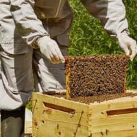 Διαδικασία εγκατάστασης μελισσοκόμων για το 2024 σε προεπιλεγμένες θέσεις σε  εκτάσεις του ΛΚΔΜ
