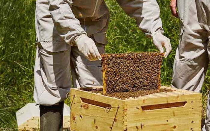 Διαδικασία εγκατάστασης μελισσοκόμων για το 2024 σε προεπιλεγμένες θέσεις σε  εκτάσεις του ΛΚΔΜ