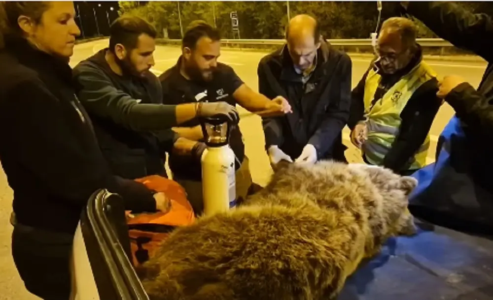 Κοζάνη: Ολονύχτια επιχείρηση διάσωσης αρκούδας που χτυπήθηκε από όχημα
