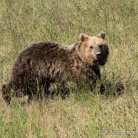 Κοζάνη: Η Γλύκα ξανά στο δάσος – Επανένταξη αρκούδας από τον «Αρκτούρο»