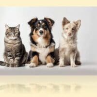 Πτολεμαΐδα : διήμερο δωρεάν υπηρεσιών για τις δεσποζόμενες γάτες και δεσποζόμενους σκύλους ευπαθών ομάδων