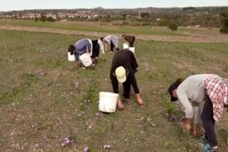 Κοζάνη: Μειωμένη η παραγωγή κρόκου