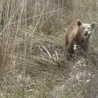 Eordaialive.com - Τα Νέα της Πτολεμαΐδας, Εορδαίας, Κοζάνης Φρίκη στην Καστοριά: Δολοφόνησαν αρκούδα και τα νεογέννητά της