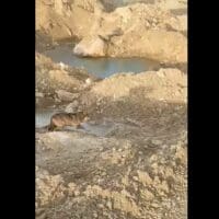 Ένας λύκος στο ορυχείο του Νοτίου Πεδίου της ΔΕΗ (Βίντεο)