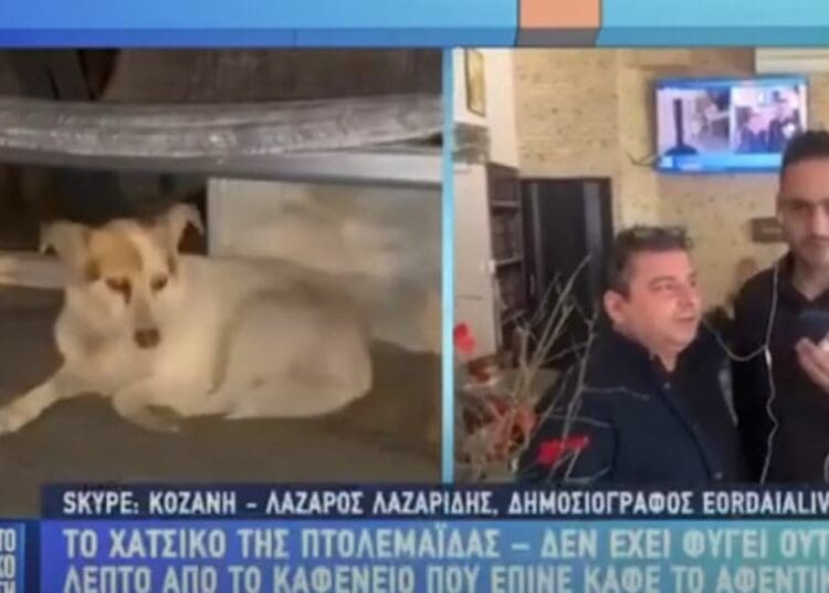 Πτολεμαΐδα- Μένια: ένα σκυλί με καρδιά και φωνή! Περιμένει το αφεντικό της που έχει φύγει από τη ζωή ! Το eordaialive στην Εκπομπή Σαββατοκύριακο με τον Μάνεση (βίντεο)
