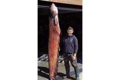 Γουλιανός 100 κιλών αλιεύτηκε στη λίμνη Πολυφύτου!