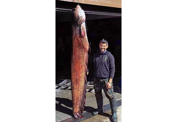 Γουλιανός 100 κιλών αλιεύτηκε στη λίμνη Πολυφύτου!