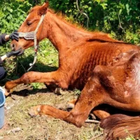 Βέροια: Ιδιοκτήτης αλόγου καταδικάστηκε για κακοποίηση του ζώου