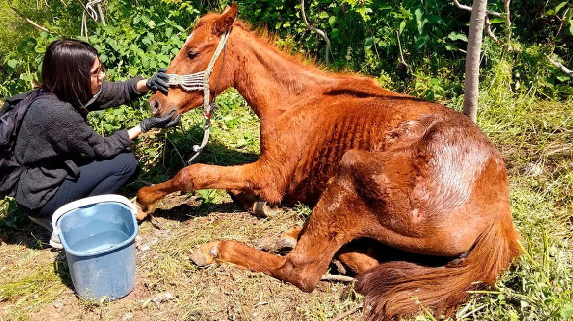 Βέροια: Ιδιοκτήτης αλόγου καταδικάστηκε για κακοποίηση του ζώου