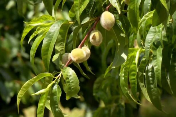 Σε απόγνωση οι δενδροκαλλιεργητές στην Εορδαία- Χωρίς ανθοφορία κερασιές, μηλιές και αμυγδαλιές