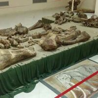 Πρωτοβουλία πολιτών Πτολεμαΐδας / Εορδαίας: Θα απαντήσει επιτέλους η Δημοτική Αρχή για το κλείσιμο του Παλαιοντολογικού Μουσείου Πτολεμαΐδας και την ασφάλεια του;;;