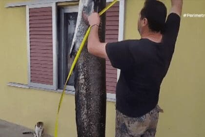 Μεσόλακος Γρεβενών: Ερασιτέχνης ψαράς έπιασε στα δίχτυα του γουλιανό μήκους 2,5 μέτρων - Eordaialive.com