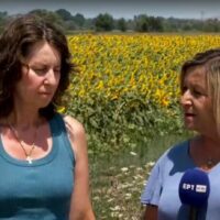 Κοζάνη: Απροστάτευτοι οι αγρότες από τις επιδρομές των αγριόχοιρων στις καλλιέργειες