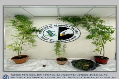 Συνελήφθη 61χρονος ημεδαπός για καλλιέργεια -4- δενδρυλλίων κάνναβης και κατοχή ναρκωτικών στην πόλη της Καστοριάς - Eordaialive.com