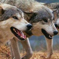 Εορδαία: Νέα περιστατικά επιθέσεων Λύκων σε κυνηγετικούς σκύλους - Eordaialive.com