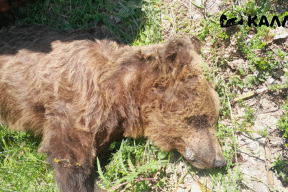 Νεκρή αρκούδα εντοπίστηκε στους Αμπελόκηπους Καστοριάς - Eordaialive.com
