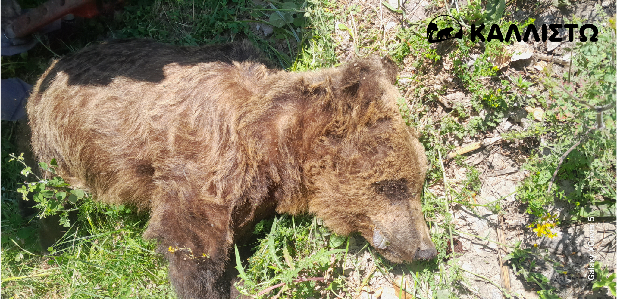 Νεκρή αρκούδα εντοπίστηκε στους Αμπελόκηπους Καστοριάς - Eordaialive.com