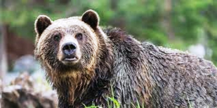 Εορδαία: Κινητοποιήσεις αποφασίζουν πρόεδροι κοινοτήτων για τα περιστατικά με αρκούδες - Eordaialive.com