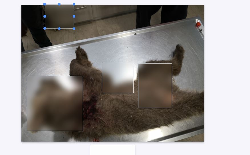 Αποτρόπαιο έγκλημα στην Καστοριά: Νεκρό αρκουδάκι από πυροβόλο όπλο - Eordaialive.com