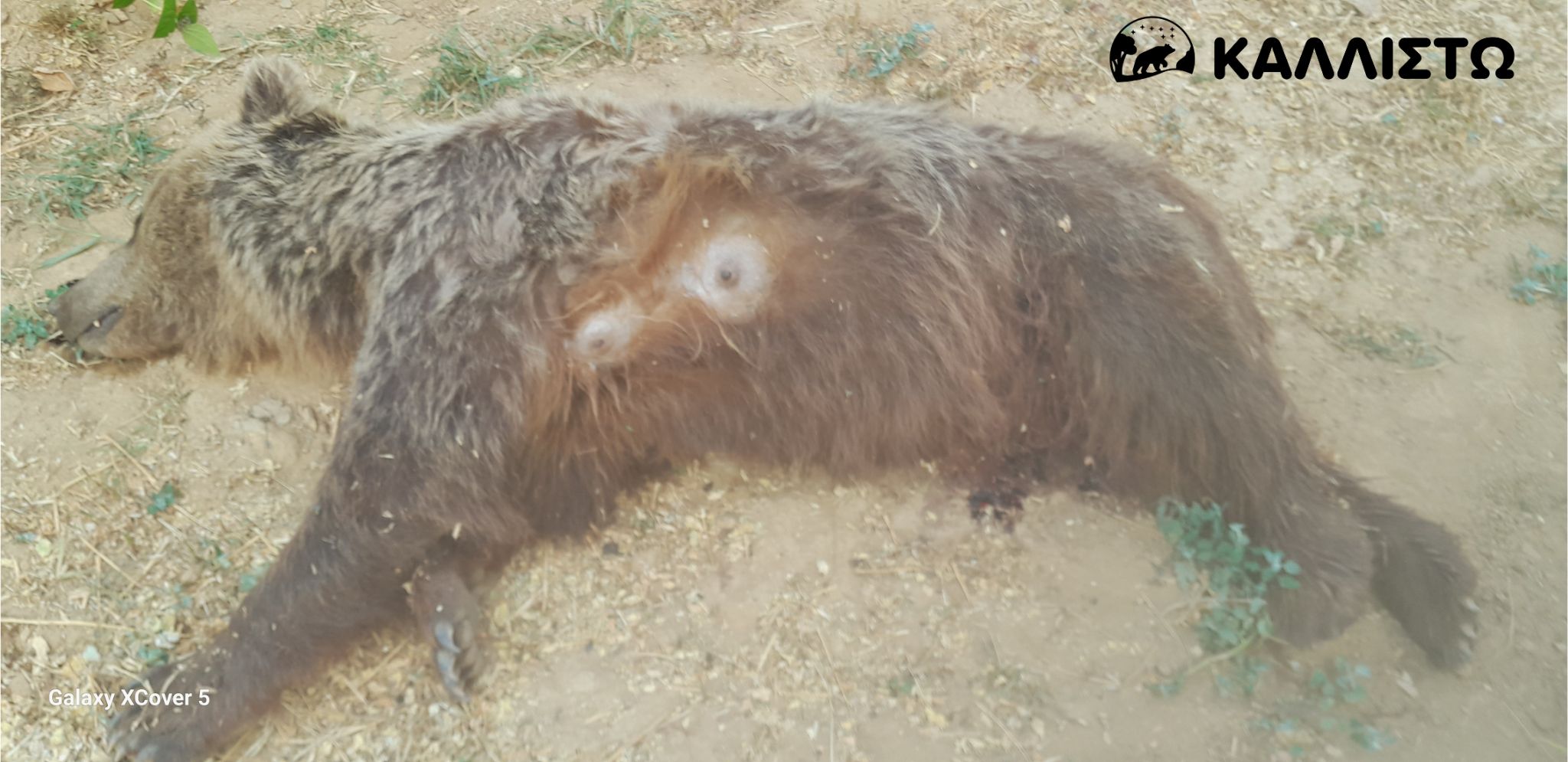 Ακόμη μια νεκρή αρκούδα από πυροβόλο όπλο στην Καστοριά
