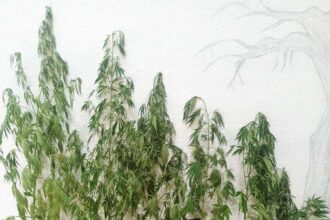 Συνελήφθη 62χρονος για Καλλιέργεια Κάνναβης στη Φλώρινα