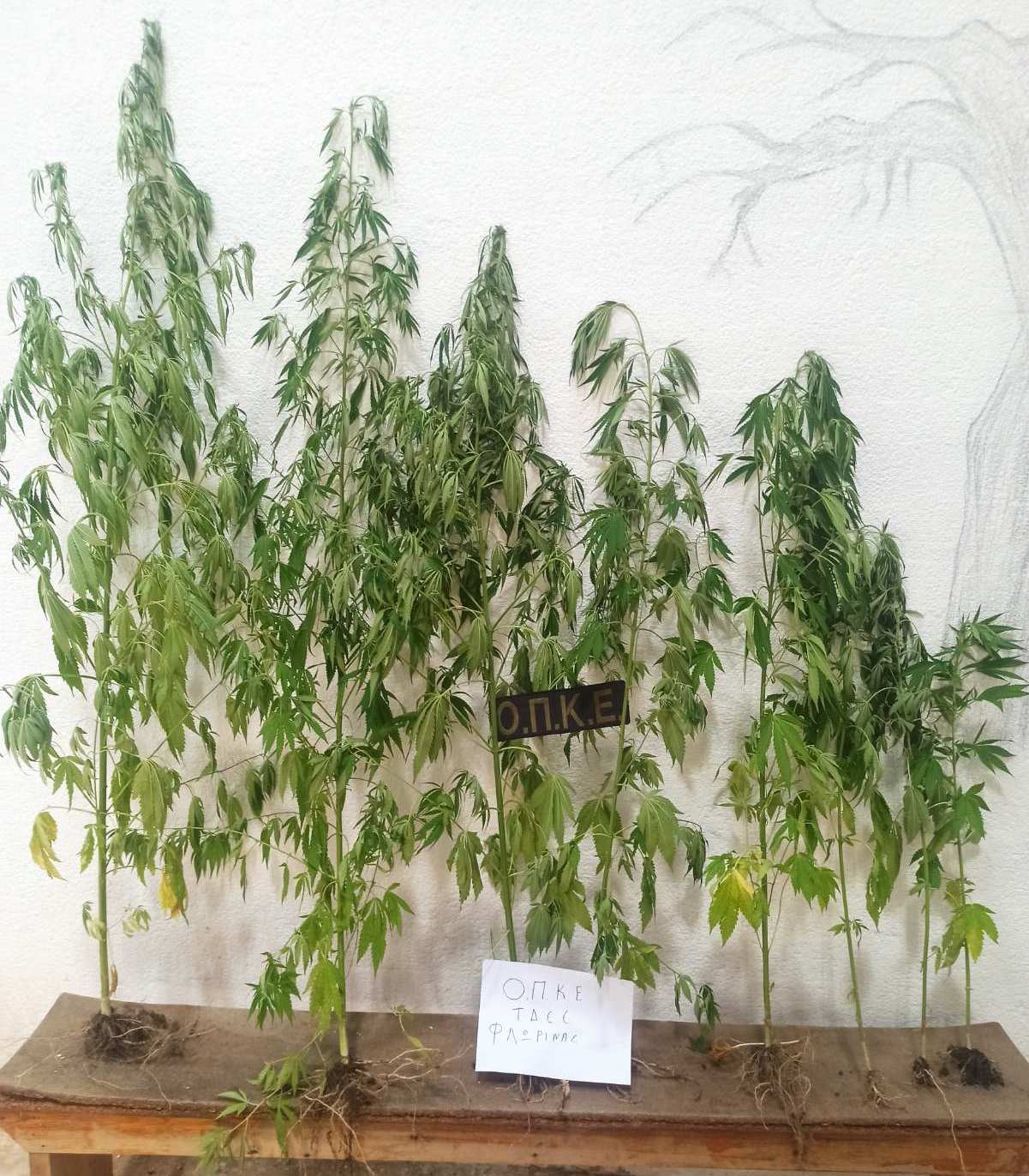 Συνελήφθη 62χρονος για Καλλιέργεια Κάνναβης στη Φλώρινα