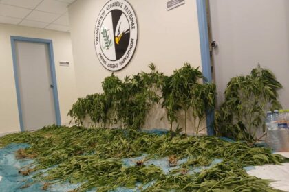 Μεγάλη επιχείρηση στην Καστοριά: Εκριζώθηκαν 183 φυτά κάνναβης, στη φυλακή 45χρονος καλλιεργητής (βίντεο)