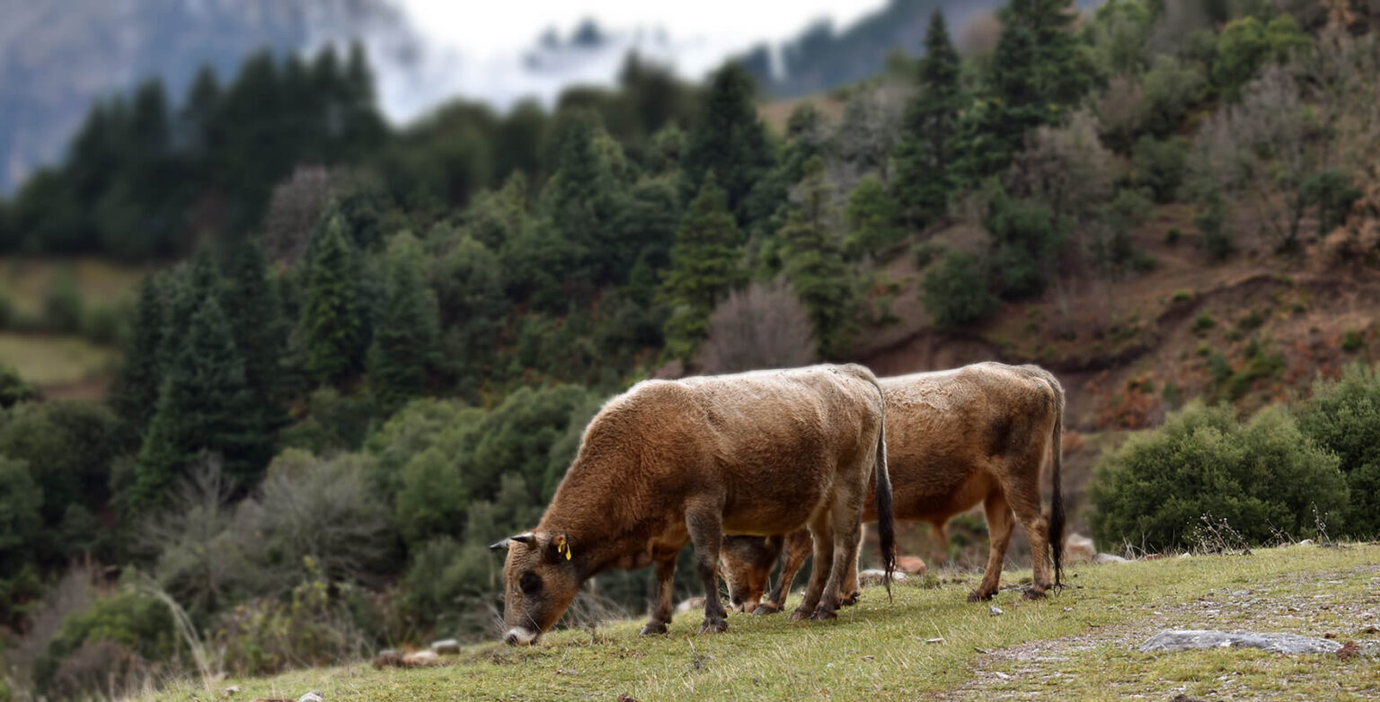 Εξώδικη διαμαρτυρία εκτροφέων αυτόχθονων φυλών: «Εμπαιγμός» οι καθυστερήσεις του ΟΠΕΚΕΠΕ μέχρι 15 Οκτωβρίου
