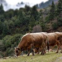 Εξώδικη διαμαρτυρία εκτροφέων αυτόχθονων φυλών: «Εμπαιγμός» οι καθυστερήσεις του ΟΠΕΚΕΠΕ μέχρι 15 Οκτωβρίου