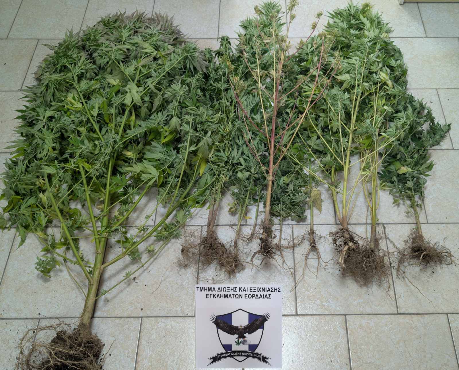Συνελήφθη 67χρονος ημεδαπός, για καλλιέργεια δενδρυλλίων κάνναβης και κατοχή ναρκωτικών ουσιών, σε περιοχή της Κοζάνης. | Eordaialive.com Συνελήφθη 67χρονος ημεδαπός, για καλλιέργεια δενδρυλλίων κάνναβης και κατοχή ναρκωτικών ουσιών, σε περιοχή της Κοζάνης. - Eordaialive.com