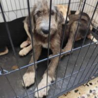 Δήμος Κοζάνης: Άλλες 100 στειρώσεις αδέσποτων ζώων και δεσποζόμενων ζώων ευπαθών κοινωνικών ομάδων