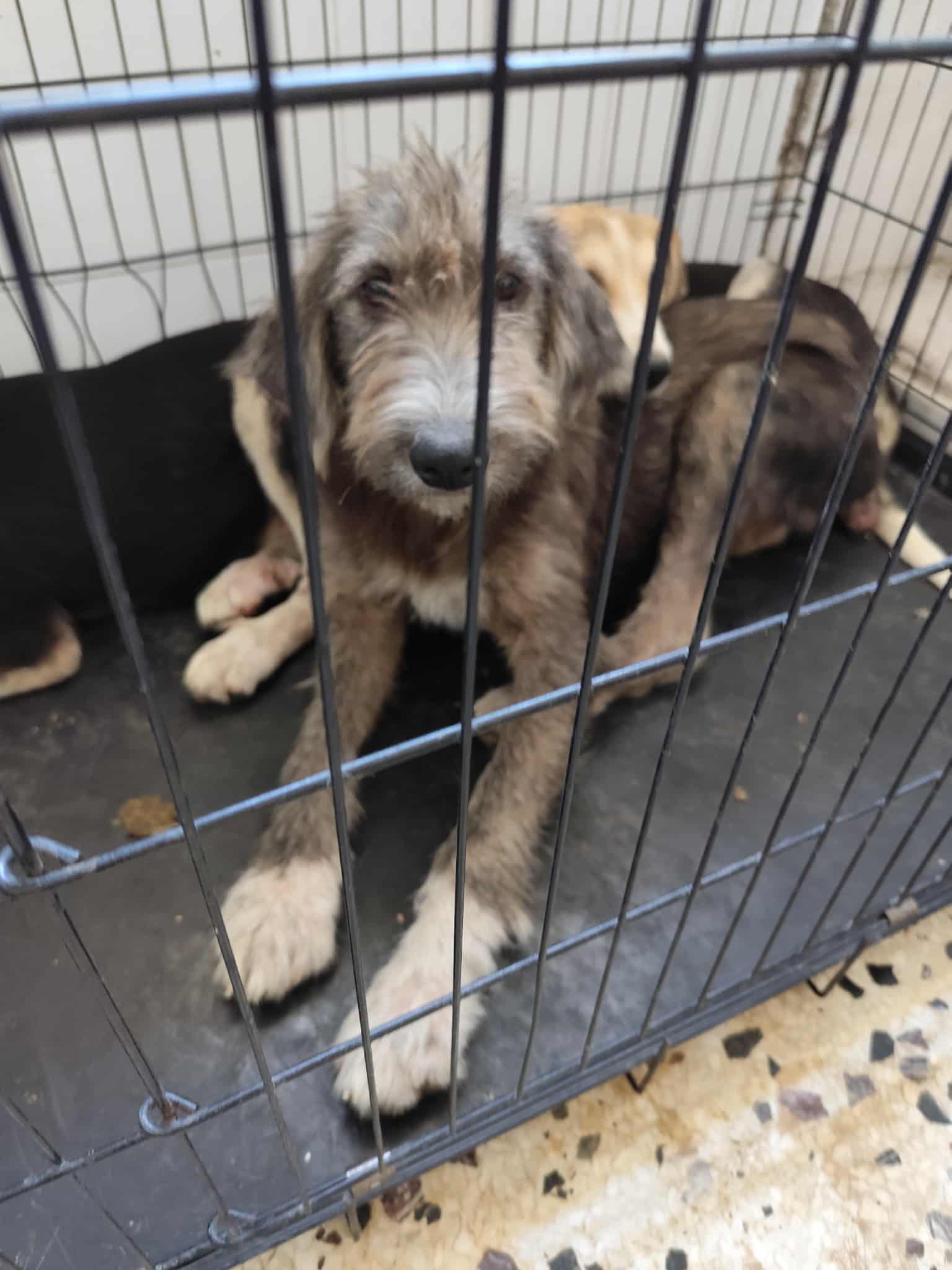 Δήμος Κοζάνης: Άλλες 100 στειρώσεις αδέσποτων ζώων και δεσποζόμενων ζώων ευπαθών κοινωνικών ομάδων | Eordaialive.com Δήμος Κοζάνης: Άλλες 100 στειρώσεις αδέσποτων ζώων και δεσποζόμενων ζώων ευπαθών κοινωνικών ομάδων - Eordaialive.com