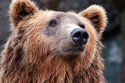 Αμύνταιο: Αρκούδα κατασπάραξε 15 πρόβατα στο Νυμφαίο