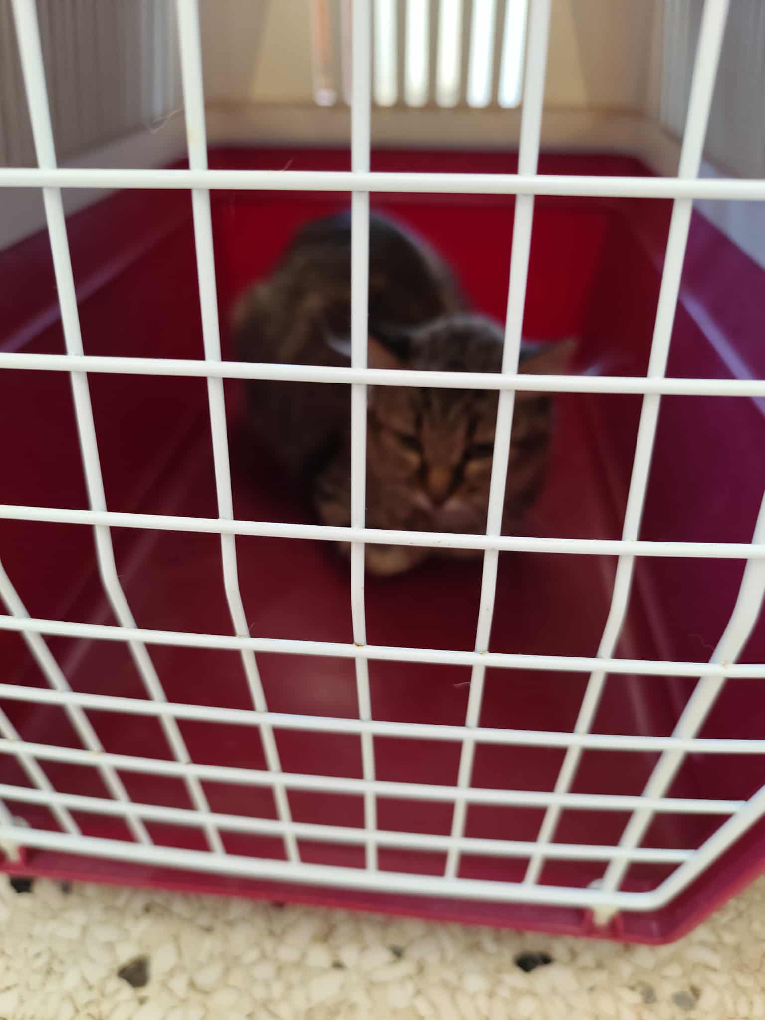 Δήμος Κοζάνης: Άλλες 100 στειρώσεις αδέσποτων ζώων και δεσποζόμενων ζώων ευπαθών κοινωνικών ομάδων | Eordaialive.com Δήμος Κοζάνης: Άλλες 100 στειρώσεις αδέσποτων ζώων και δεσποζόμενων ζώων ευπαθών κοινωνικών ομάδων - Eordaialive.com