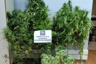 Συνελήφθη 39χρονος ημεδαπός, σε περιοχή της Κοζάνης, για καλλιέργεια -14- δενδρυλλίων κάνναβης και κατοχή ναρκωτικών - Eordaialive.com
