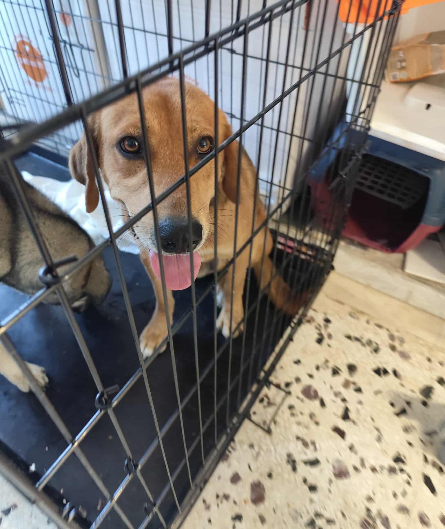 Δήμος Κοζάνης: Άλλες 100 στειρώσεις αδέσποτων ζώων και δεσποζόμενων ζώων ευπαθών κοινωνικών ομάδων | Eordaialive.com Δήμος Κοζάνης: Άλλες 100 στειρώσεις αδέσποτων ζώων και δεσποζόμενων ζώων ευπαθών κοινωνικών ομάδων - Eordaialive.com