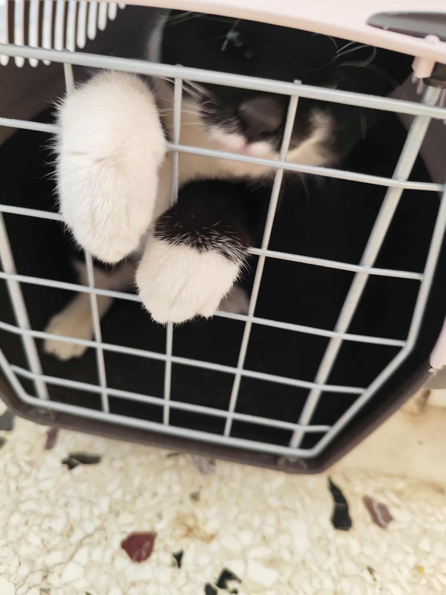 Δήμος Κοζάνης: Άλλες 100 στειρώσεις αδέσποτων ζώων και δεσποζόμενων ζώων ευπαθών κοινωνικών ομάδων | Eordaialive.com Δήμος Κοζάνης: Άλλες 100 στειρώσεις αδέσποτων ζώων και δεσποζόμενων ζώων ευπαθών κοινωνικών ομάδων - Eordaialive.com