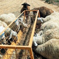 Χαριστική Βολή» στους Κτηνοτρόφους από την Ευλογιά – Αντιπαράθεση στο Περιφερειακό Συμβούλιο για Υποστελέχωση και Καθυστερήσεις στις Αποζημιώσεις