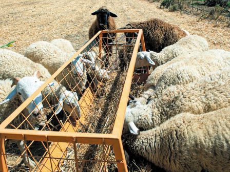 Χαριστική Βολή» στους Κτηνοτρόφους από την Ευλογιά – Αντιπαράθεση στο Περιφερειακό Συμβούλιο για Υποστελέχωση και Καθυστερήσεις στις Αποζημιώσεις