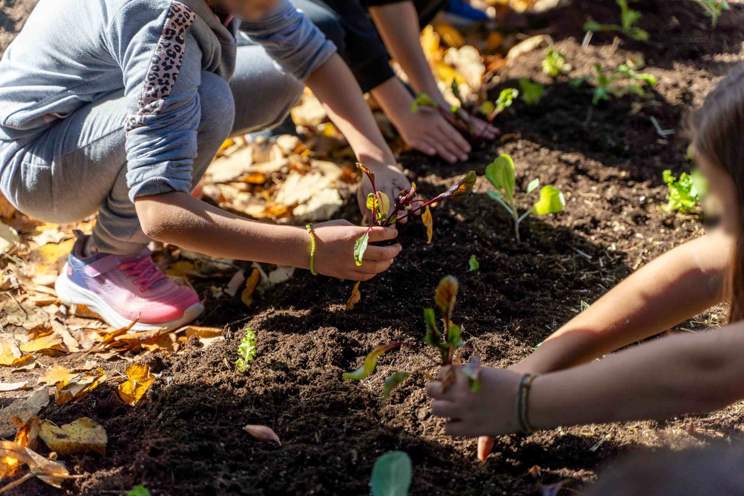 ΔΕΗ: Carbon Farming Schools 2025: ΔΕΗ και Open Farm προωθούν τη βιώσιμη γεωργία στους μαθητές | Eordaialive.com ΔΕΗ: Carbon Farming Schools 2025: ΔΕΗ και Open Farm προωθούν τη βιώσιμη γεωργία στους μαθητές - Eordaialive.com