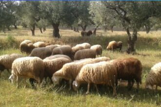 Άρση της καραντίνας ζητούν οι κτηνοτρόφοι στην Κοζάνη – Φοβούνται για οικονομική κατάρρευση του κλάδου