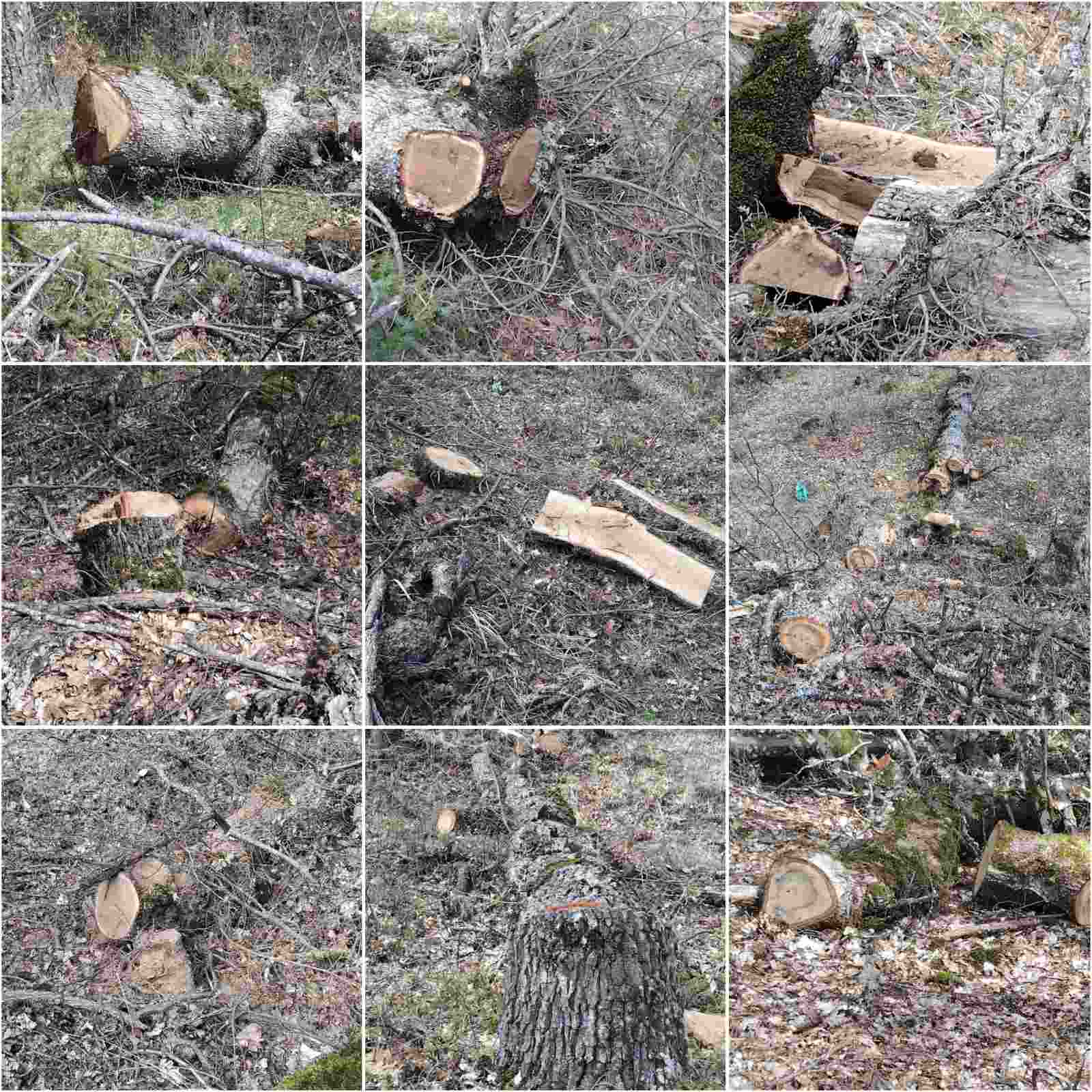 Τον έπιασαν στα πράσα να αποψιλώνει δάσος στην Καστοριά – Συνελήφθη 23χρονος για παράνομη υλοτομία 30 κυβικών μέτρων ξυλείας