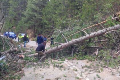 Κοζάνη: Πτώση δέντρων πριν τα «Λιβάδια» στο Καταφύγιο Βελβεντού – Άμεση αποκατάσταση της κυκλοφορίας