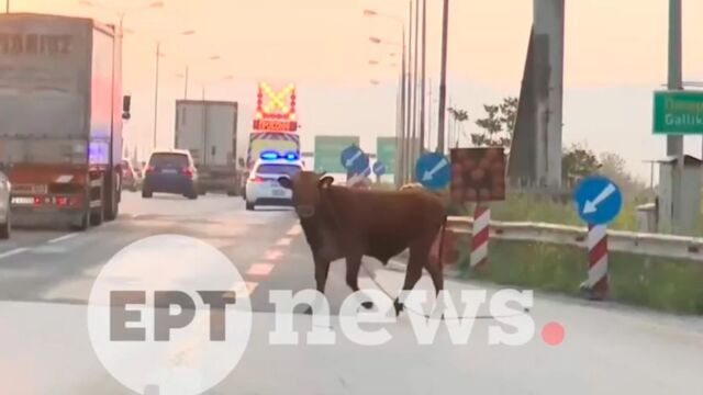 Απίστευτες εικόνες στη Θεσσαλονίκη: Αγελάδα έκανε βόλτες στην Αγελάδα βγήκε… βόλτα στην Εθνική Οδό και προκάλεσε κυκλοφοριακό κομφούζιο (Βίντεο) ανάμεσα σε αυτοκίνητα