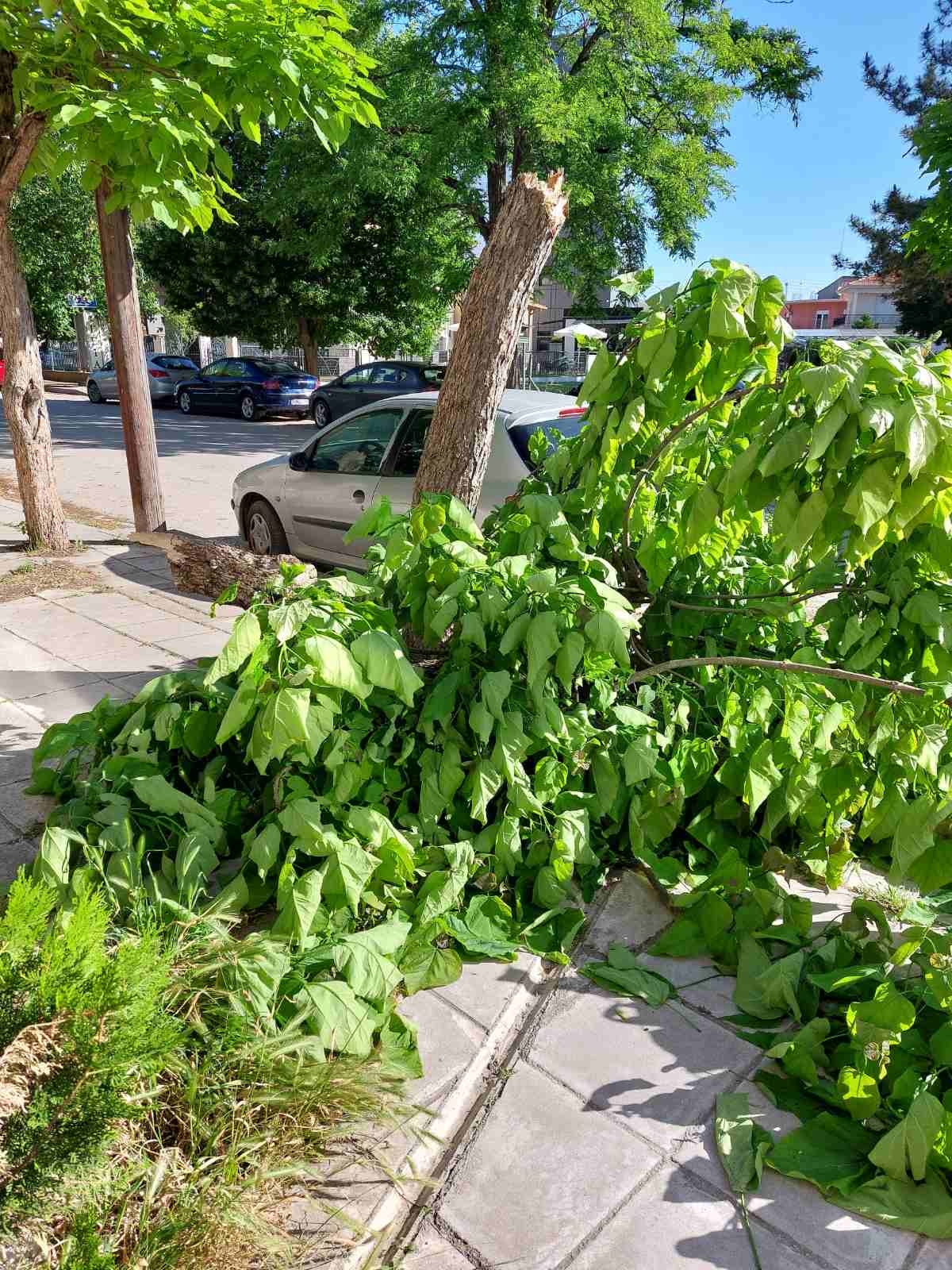 Πτώση δέντρου στην Πτολεμαΐδα λόγω ισχυρών ανέμων – Εικόνες | Eordaialive.com Πτώση δέντρου στην Πτολεμαΐδα λόγω ισχυρών ανέμων – Εικόνες - Eordaialive.com