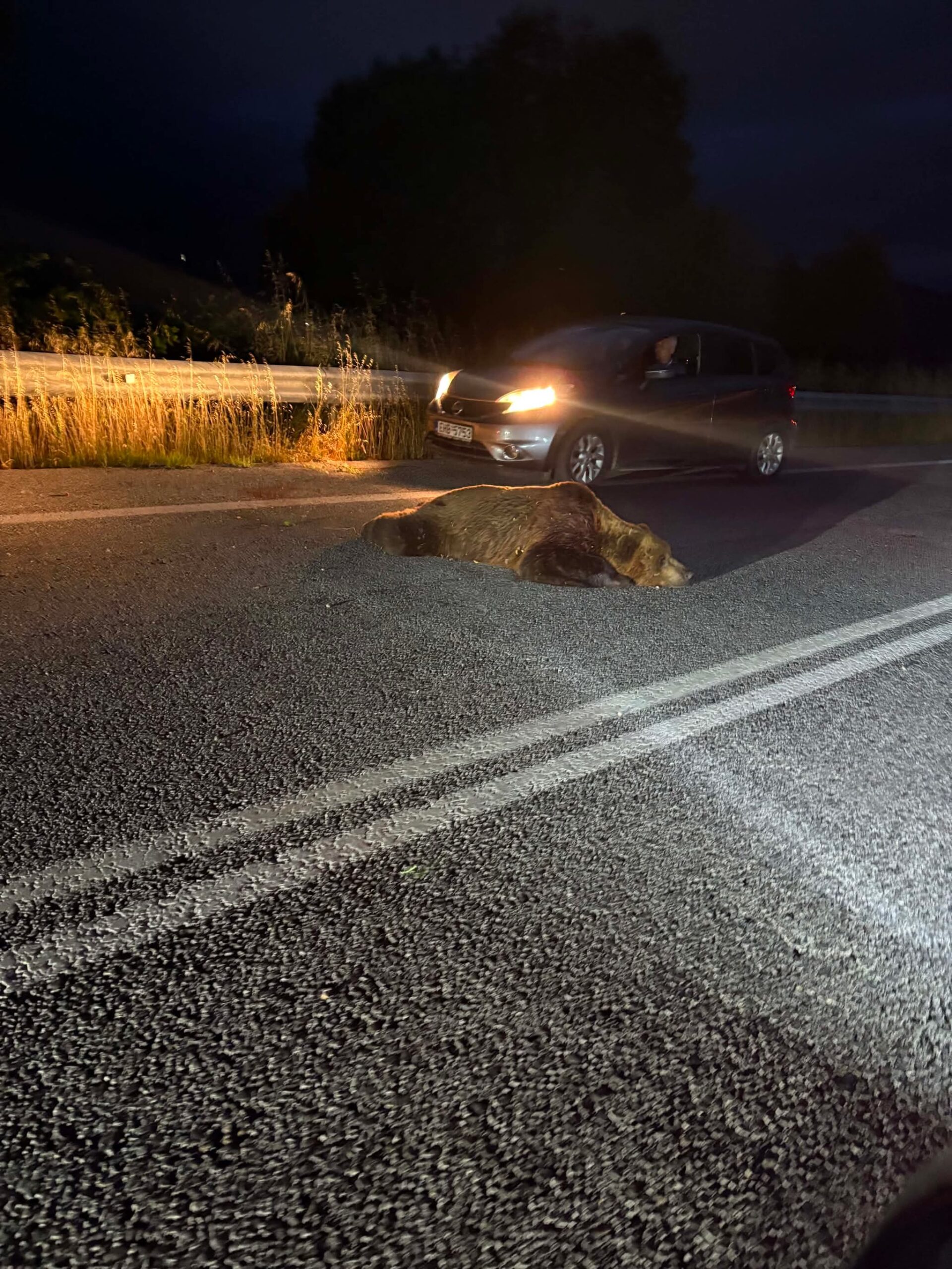 Αρκούδα εντοπίστηκε πεσμένη στη μέση του δρόμου λίγο πριν τη Φλώρινα (φωτογραφίες) | Eordaialive.com Αρκούδα εντοπίστηκε πεσμένη στη μέση του δρόμου λίγο πριν τη Φλώρινα (φωτογραφίες) - Eordaialive.com