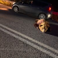 Αρκούδα εντοπίστηκε πεσμένη στη μέση του δρόμου λίγο πριν τη Φλώρινα (φωτογραφίες) - Eordaialive.com
