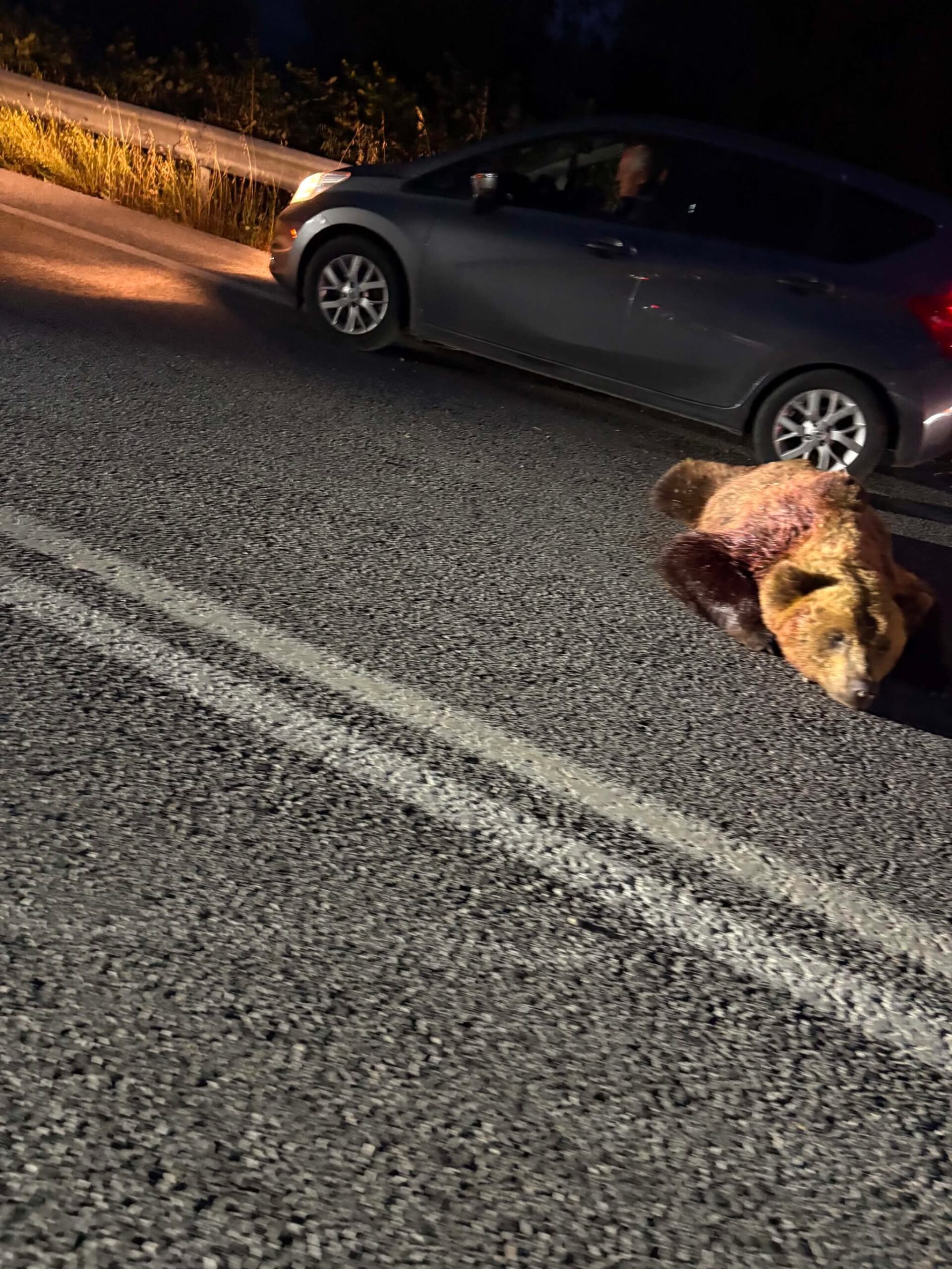 Αρκούδα εντοπίστηκε πεσμένη στη μέση του δρόμου λίγο πριν τη Φλώρινα (φωτογραφίες) | Eordaialive.com Αρκούδα εντοπίστηκε πεσμένη στη μέση του δρόμου λίγο πριν τη Φλώρινα (φωτογραφίες) - Eordaialive.com